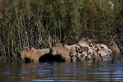Los carpinchos se animan a avanzar más allá de su hábitat y espacio de confort cotidiano en la Laguna de los Padres, durante la cuarentena por la pandemia de coronavirus