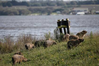 Los carpinchos se sienten dueños casi exclusivos de ese paisaje natural