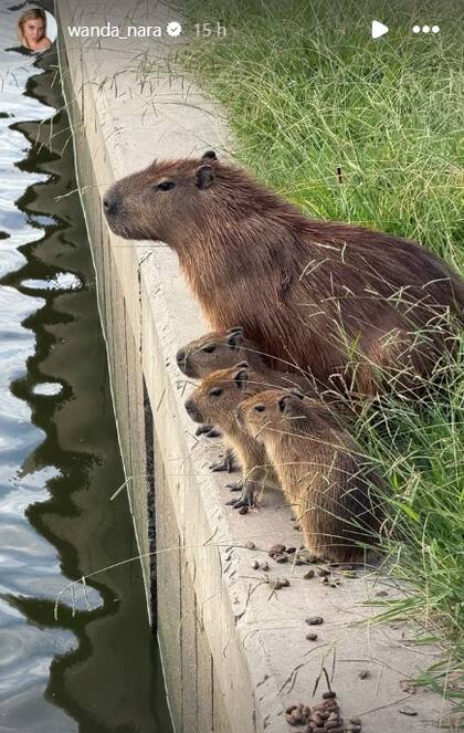 Los carpinchos sorprendieron a Wanda Nara