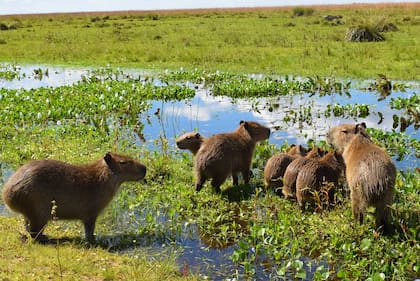 Los carpinchos suelen moverse siempre en manada