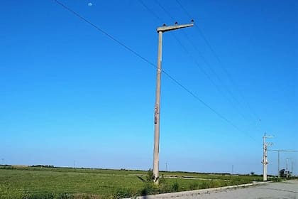 Los carpinteros pueden armar sus nidos en las maderas adheridas a los postes de cemento