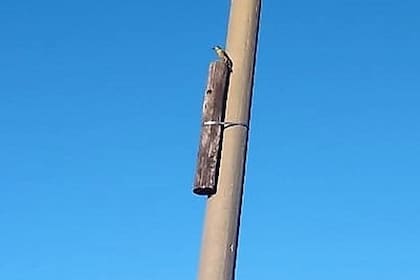 Los carpinteros pueden armar sus nidos en las maderas adheridas a los postes de cemento
