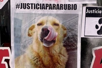Los carteles pidiendo justicia por el perro "Rubio"