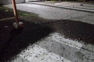 Los cascarudos invadieron todo: parques, plazas y piletas