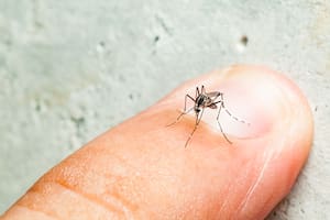 Qué es el dengue