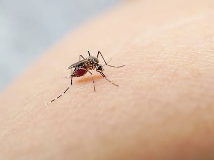 Los casos de dengue en la Argentina superaron la barrera de los 200.000 infectados