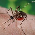 Las claves detrás de la baja de casos de dengue y las alertas de los especialistas