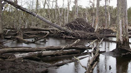 Los castores destruyen los bosques de lengas en Tierra del Fuego