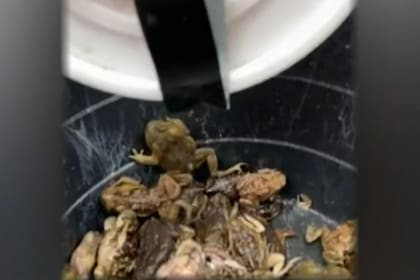 Los cazadores de estos batracios atraparon a unos 400 ejemplares en tan solo dos cacerías