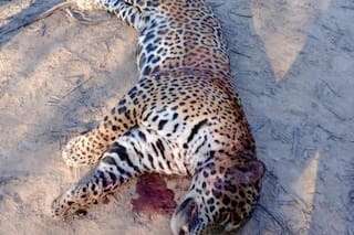 Estimaron cuál fue el millonario daño ambiental que dejó la muerte de un yaguaraté por cazadores furtivos