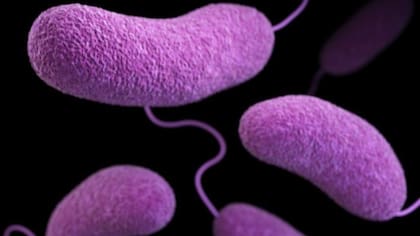 Los CDC encontraron bacterias de tipo vibrios en las aguas costeras