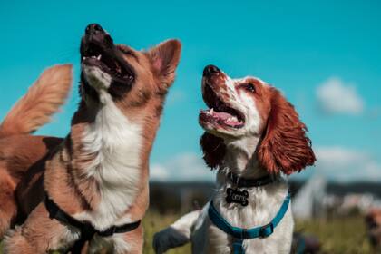 Los CDC establecieron nuevos lineamientos para los perros importados a Estados Unidos