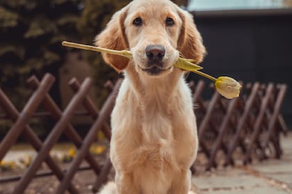 Los CDC establecieron nuevos lineamientos para los perros que viajen a Estados Unidos