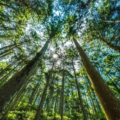 Los cedros japoneses, con sus troncos rectos, parecían ser ideales para resolver la escasez de madera en el período de posguerra (FOTO: GETTY)
