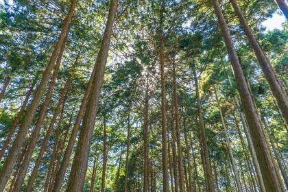 Los cedros y cipreses japoneses fueron las especies escogidas para reforestar el país tras la Segunda Guerra Mundial, porque crecían rápido