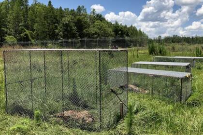 Algunos de los cuerpos están protegidos por jaulas para evitar que sean presa de los animales de carroña