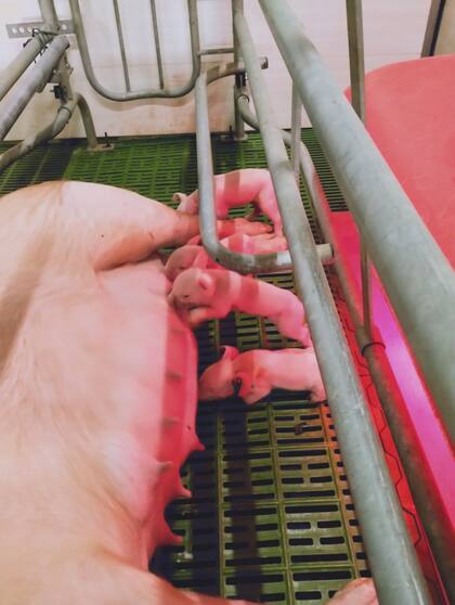 Los cerdos nacidos con edición genética