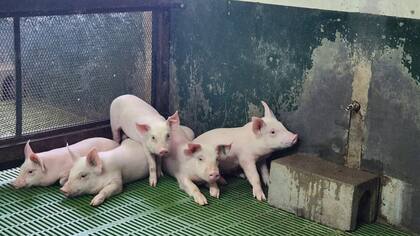 Los cerdos nacidos con edición genética