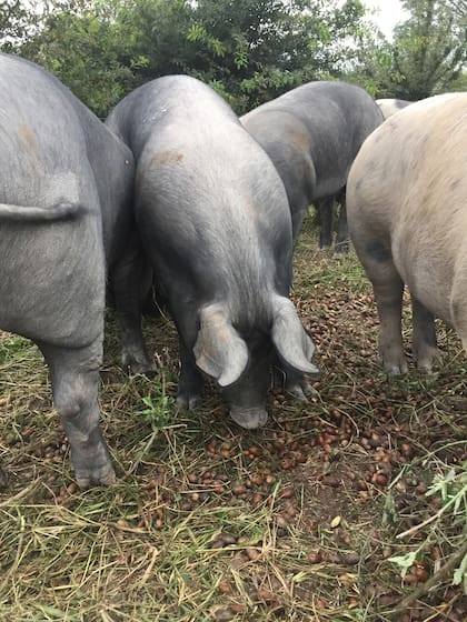 Los cerdos negros que Fernández cría en Salta son cruza de tres razas. En su etapa final se alimentan de bellotas.
