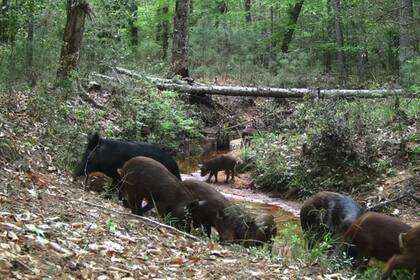 Los cerdos salvajes dañan ecosistemas, sitios históricos y áreas recreativas