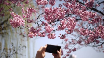 Los cerezos en el Ueno Park de Tokio