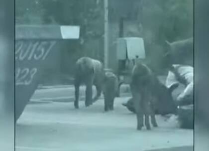 Los chanchos hurgando residuos en Nordelta.