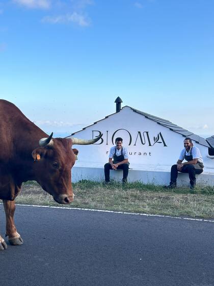 Los chefs posan junto a una vaca de raza Ramo Grande, originaria de la Isla de Pico