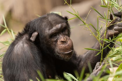 Los chimpancés Sasha y Kangoo (en la foto), madre e hijo, se preparan para partir antes de fin de año hacia Gran Bretaña