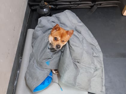 "Los chinos no comprendía nuestro amor por los animales".