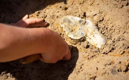 Los científicos aseguraron que el descubrimiento cambia lo conocido en ese campo (Foto: Natural History Museum)