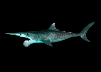Los científicos aún debaten cómo se veían los dientes en sierra del helicoprion, aquí una representación artística de cómo se podría ver