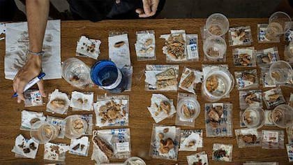 Los científicos catalogan y analizan las muestras que encuentran en sitios de excavación, como el de Orce