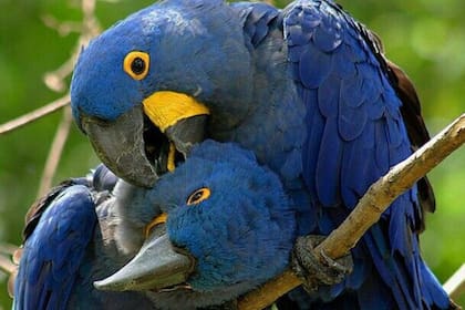 Los científicos creen que el guacamayo glauco (Anodorhynchus glaucus), que vivía en Brasil y en áreas de Argentina, Paraguay y Uruguay, se extinguió