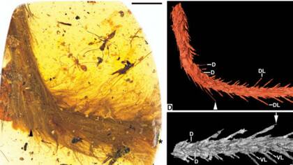 Los científicos creen que la cola pertenece al tipo de dinosaurio de dos patas similar a un pájaro llamado maniraptor, uno de los muchos grupos que tenían plumas