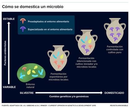 Los científicos creen que la domesticación de un microbio podría ocurrir de esta manera: existe, junto con otros microbios, en la naturaleza, donde varían factores ambientales como la temperatura y la humedad (abajo a la izquierda). Con el tiempo, se adapta a un entorno alimentario estable y confortable (centro) y acaba existiendo como cultivo puro en un entorno muy controlado
