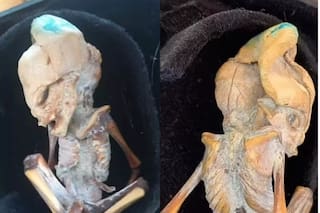 Los científicos dieron su veredicto sobre el “alienígena” que sorprendió al mundo