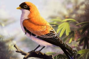 Hallan restos de una nueva especie de ave de 70 millones de años de antigüedad en Santa Cruz
