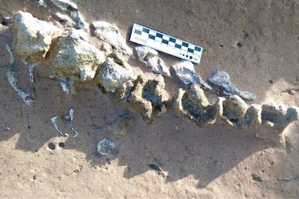 Los científicos del Museo de CIencias Naturales de Miramar identificaron los restos como pertenecientes a un ejemplar de perezoso gigante llamado Scelidoterio (Scelidotherium leptocephalum), el más pequeño de los perezosos gigantes que habitaron la zona