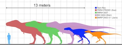 Los científicos determinaron que el Tyrannosaurus rex juvenil media aproximadamente 7,62 metros