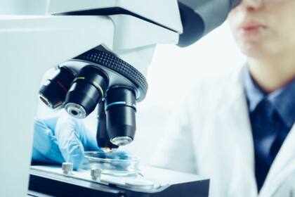 Los científicos dieron con un tiburón prehistórico y sus dientes fueron fundamentales