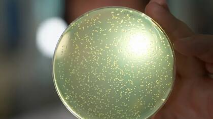 Los científicos empezarán a desarrollar herramientas para crear secciones cada vez mayores de ADN humano