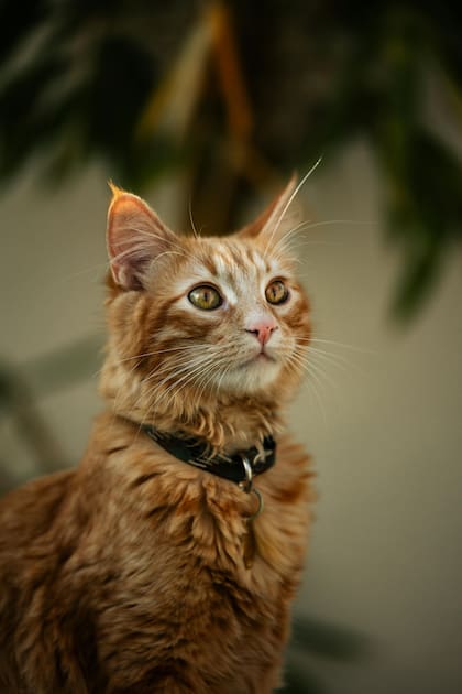 Los científicos empezaron a investigar el porqué el pelaje naranja en gatos en 1912