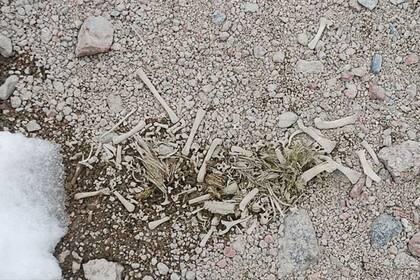 Los científicos encontraron infinidad de huesos, todos pertenecientes a pingüinos de Adelia