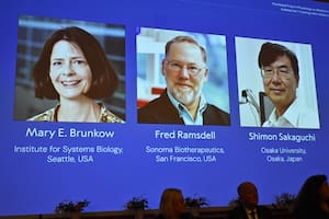 Los científicos estadounidenses Mary Brunkow y Fred Ramsdell, y el japonés Shimon Sakaguchi ganaron el Premio Nobel de Medicina 2025
