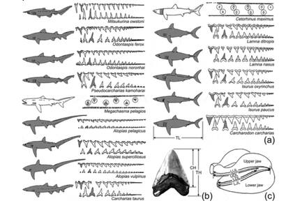 Los científicos estiman la extensión de las especies de tiburones según el estudio del tamaño y del tipo de los dientes hallados