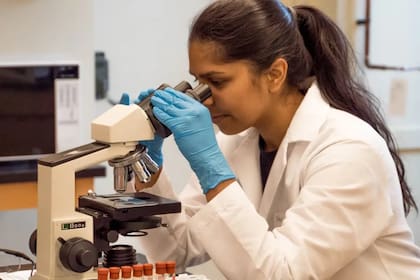 Los científicos estudiaron la composición de estos animales que tienen "un rejuvecimiento" (Foto Unsplash)