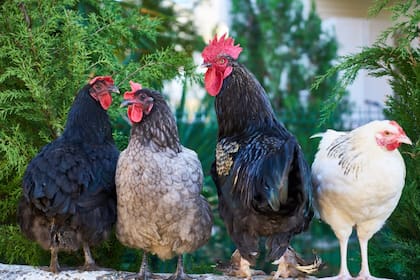 Los científicos indican que lo primero que surgió fue el huevo (Foto Pexels)