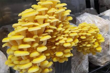 Los científicos instaron a los comerciantes a cultivar el hongo en interiores para evitar su propagación en Florida