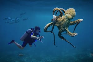 Los científicos llaman a los pulpos como "cerebros del mar" (Foto: Pixabay)