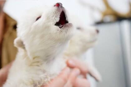 Los científicos lograron crear tres embriones que fueron implantados en tres hembras lobo gris